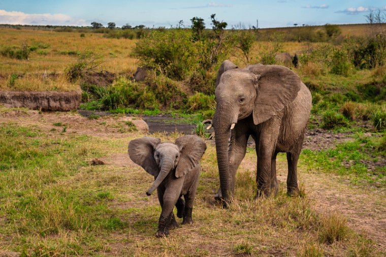 040 Masai Mara.jpg